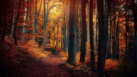 Wallpaper Sunlight Trees Forest Fall Nature Branch Tree Autumn