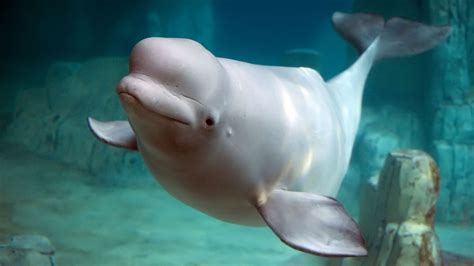 Beluga All About Whales