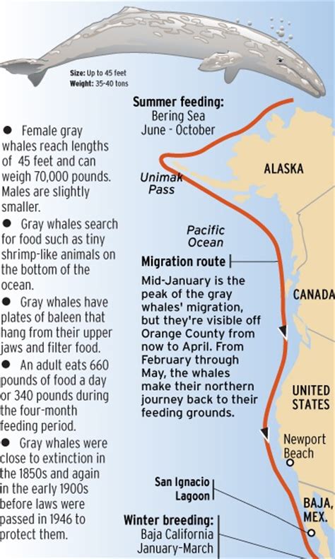 Spring Gray Whale Watching Tours Oak Harbor Deception Pass Tours