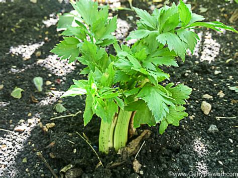 Regrowing Celery From Stalks In The Fridge