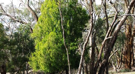 Wild Cherry Tree Full Of Charm The Courier Ballarat Vic