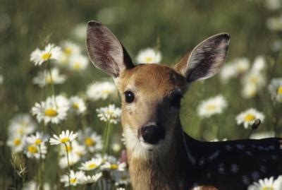 They can invade food, flower gardens and even can wipe out the area they go through. How to Use Soap to Keep Deer Away | Home Guides | SF Gate