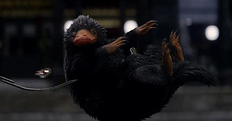 È una versione reale del libro di testo che gli studenti di hogwarts leggono. Vi presentiamo alcuni Animali Fantastici: Velenottero e ...