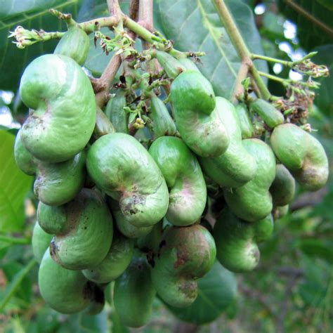 First, cashew nut was removed. Cashew Nuts