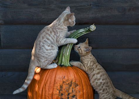 October Kittens Photograph By Nikolyn Mcdonald Fine Art America