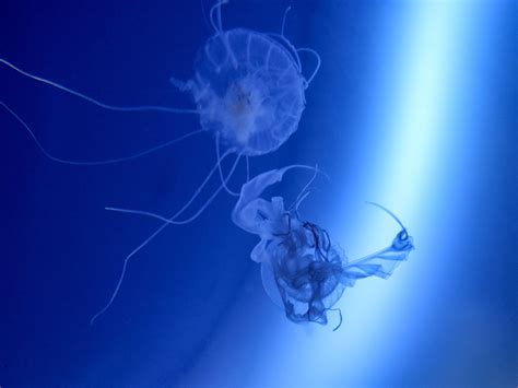 Transparent And Deadly 7 Facts About The Australian Box Jellyfish