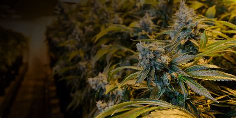 How To Successfully Grow Weed Indoors A Guide For Beginners Green