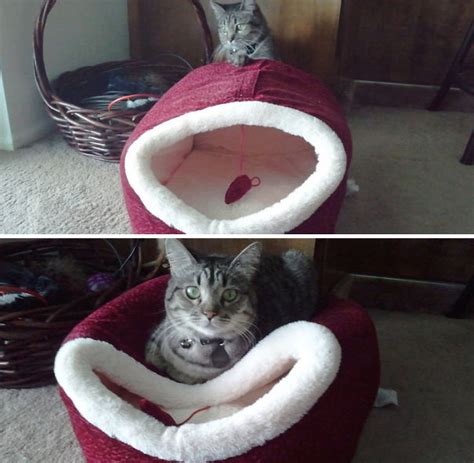 20 Pictures That Perfectly Demonstrate Cat Logic