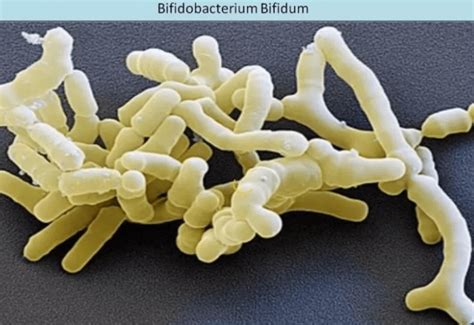 Бифидобактерии бифидум Bifidobacterium Bifidum для чего