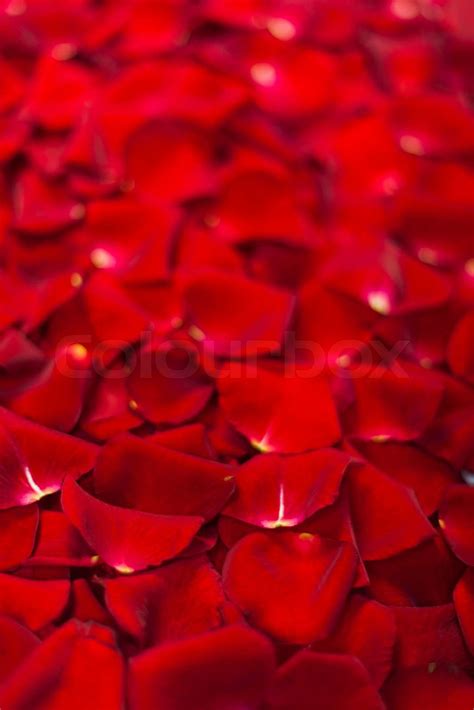 Background Of Red Rose Petals Stock Image Colourbox