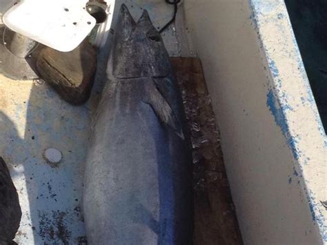 Huge Wahoo In Cayman Islands Fishing Report April 08 2015