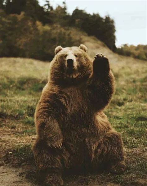 1331 Best Bears Images On Pinterest Animals Wild Animals And Grizzly
