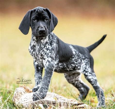Black And White German Shorthaired Pointer Puppy Cani Da Caccia Cani