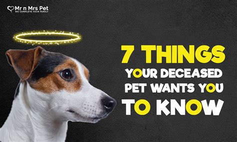 7 Things You Should Know About Your Deceased Pet By Mrnmrspet Medium