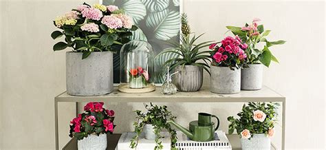 Innred med blomstrende planter – sett farge på hjemmet med planter