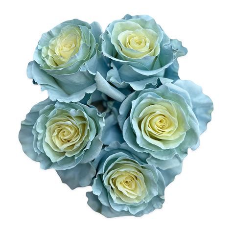Baby Blue Bicolor Roses Flower Explosion