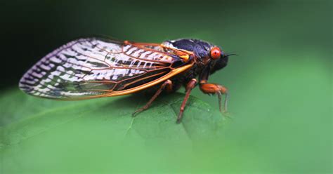 Billions Of Cicadas Will Emerge In The Us This Year In A Rare Double