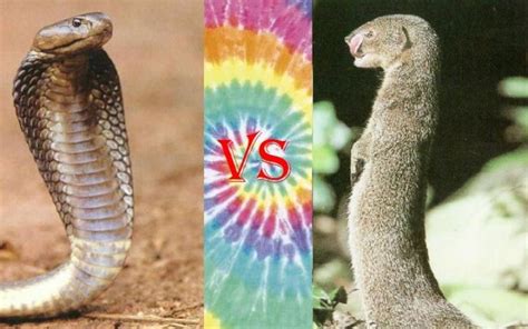 Cobra Vs Mongoose Posts Facebook