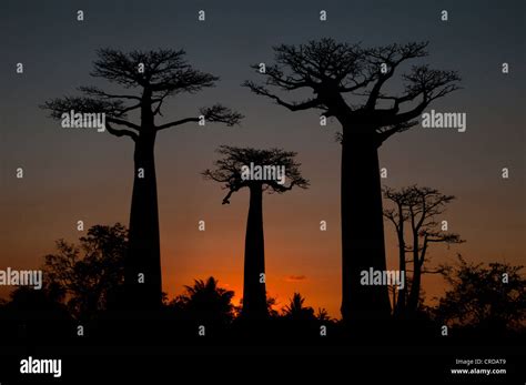 African Baobab Tree Baobab Baobab Alley At Sunset Madagascar