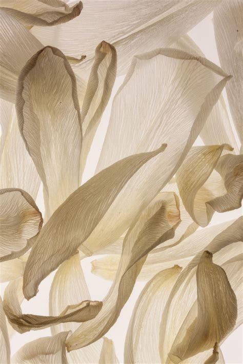 White Tulip Petals For Monday Artist Unknown Abstract Art White