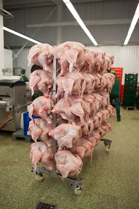 Production Processes Taking Place At A Poultry Farm Where Adult Turkeys