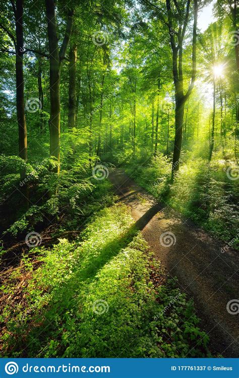 Scenery Of Light And Shadows On A Forest Path Stock Image Image Of