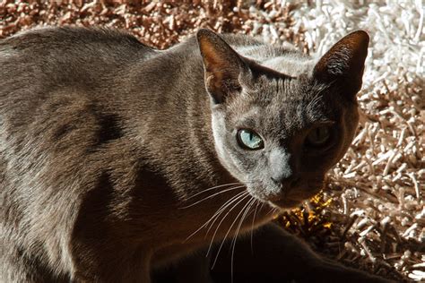 Burmese Cat Pictures And Information Cat