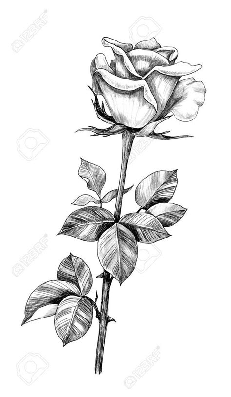Hand Drawn Rose Bud On Stem With Leaves Isolated On White Background
