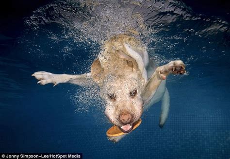 Can A Dog Go Under Water