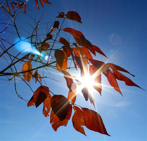 Sun Shining Through Fall Leaves Picture Free Photograph Photos