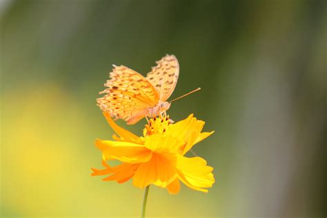 Yellow Butterfly Aesthetic Wallpapers Wallpaper Cave