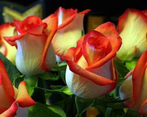 Самые Красивые Цветы Дачные 74 фото Фотогалерея Свежих Фотографий Скачать Бесплатно