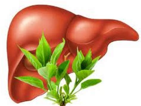 Liver Protection Agents Nigeria