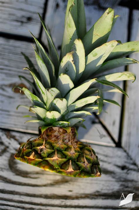 How To Plant A Supermarket Pineapple Top Easy