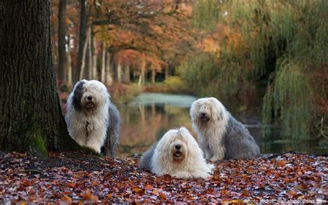 Interesting Facts About Old English Sheepdogs Just Fun Facts