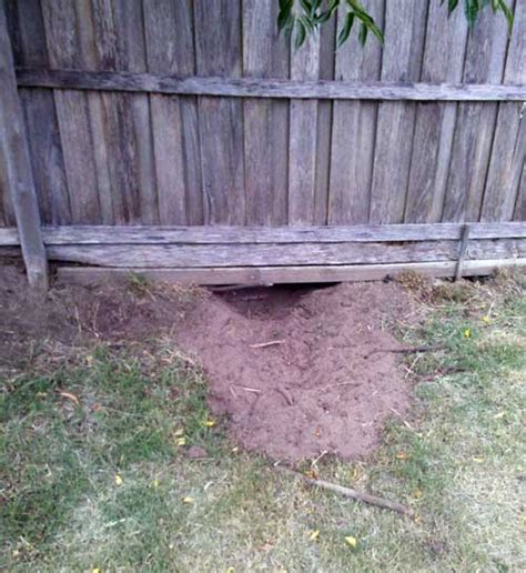 Holes In Backyard Batzner Identifies The Backyard Culprit Digging
