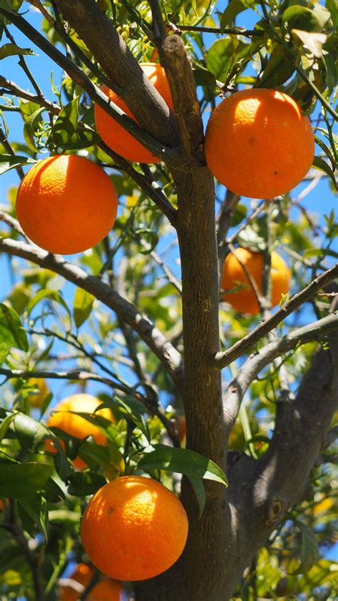 Download Orange Fruits On Tree Wallpaper