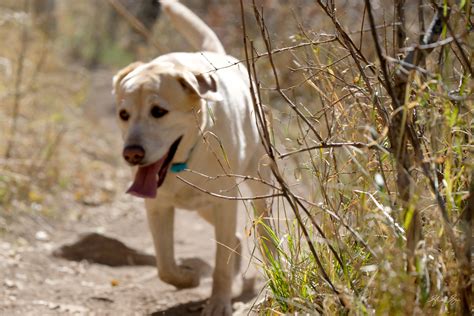 Outdoor Pet Photo Session Utah Outdoors Photographer Shawn Ski Scivally