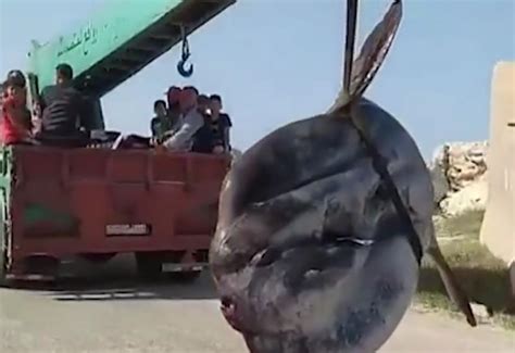 اصطياد سمكة عملاقة يتجاوز وزنها طناً في سوريا