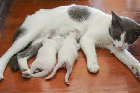 How To Take Care Of Newborn Kittens And A Mother Cat Animals Momme