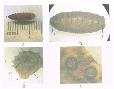Gambar Morfologi Larva Lalat L Illustris Dokumentasi Pribadi Download Scientific Diagram