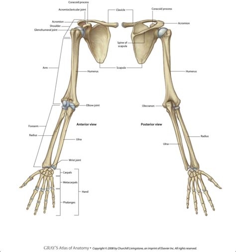 Anatomy The Bones Of The Upper Limb Lecture 2 Bones Of The Upper