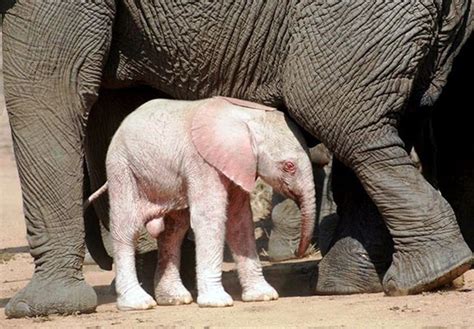 Extremely Rare Baby Albino Elephant Spotted In The Kruger