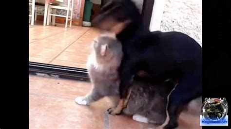 Recopilacion De Perros Cojiemdo Gatos Parte 2 Loquendo Youtube