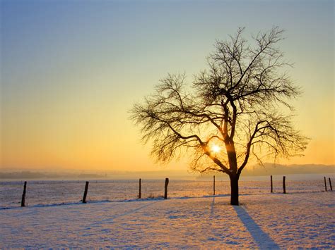 Free Photo Winter Morning Beautiful Snowy Rime Free Download