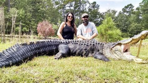 Mammoth 800 Pound Gator Caught In Lake Marion The State