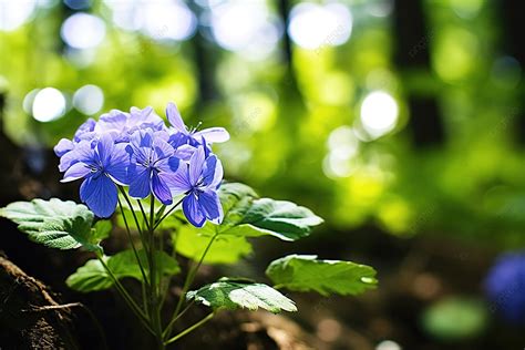 Beautiful Blue Flowers In The Forest Background High Resolution