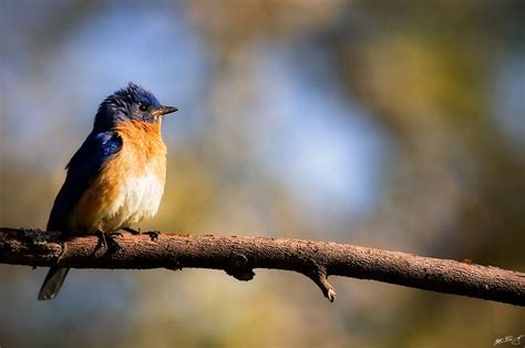 Eastern Bluebird This Is A Bluebird We Called Rambo We Do Miss Him