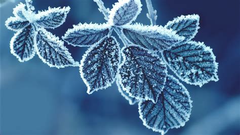 Wallpaper Leaves Plants Snow Winter Branch Ice Frost Spruce