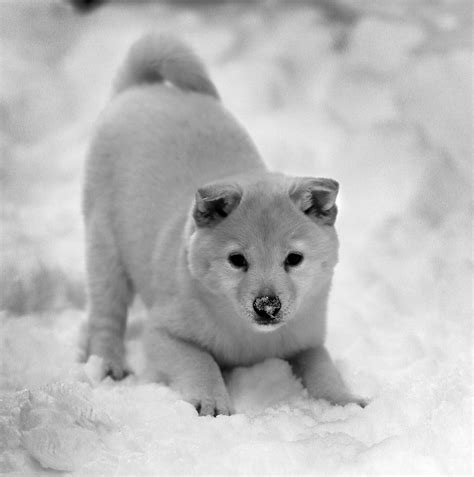 It could be a couple of months before they stop biting completely. Stella - Shiba Inu 3 months old | Shiba inu, Polar bear, Bear